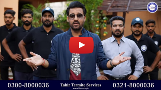 Tahir Termite Service Pest Control in Lahore